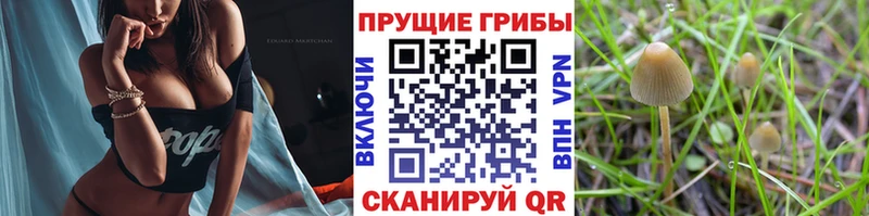 Галлюциногенные грибы мицелий  Обнинск 